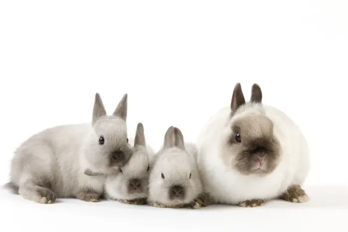 Framed Print : Dwarf Rabbit - with young Framed Print : Dwarf Rabbit - with young