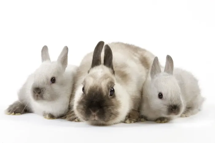 Framed Print : Dwarf Rabbit - with young Framed Print : Dwarf Rabbit - with young