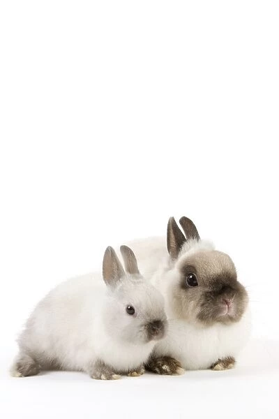 Dwarf Rabbit - with young