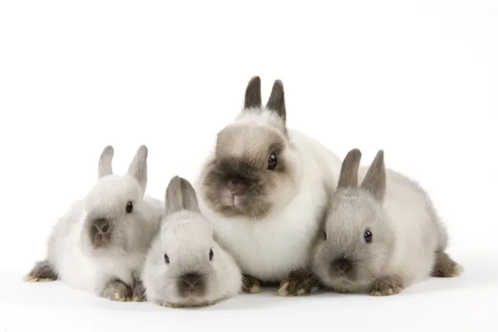 Framed Print : Dwarf Rabbit - with young