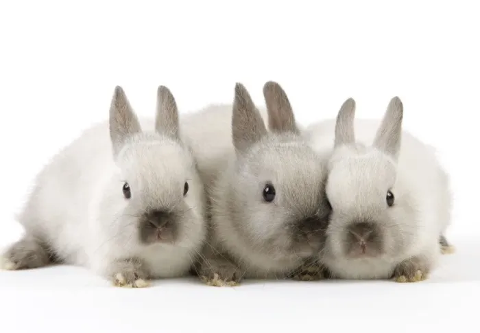 Framed Print : Dwarf Rabbit - with young Framed Print : Dwarf Rabbit - with young