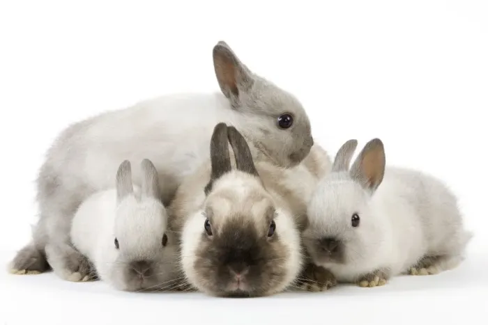 Framed Print : Dwarf Rabbit - with young Framed Print : Dwarf Rabbit - with young