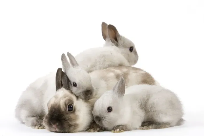 Framed Print : Dwarf Rabbit - with young Framed Print : Dwarf Rabbit - with young
