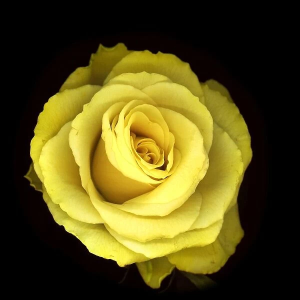 Dwarf Rose - yellow. France