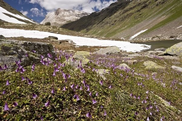 Dwarf Snowbell - at high altitude in Val Minor - Upper Engadin - eastern Swiss Alps
