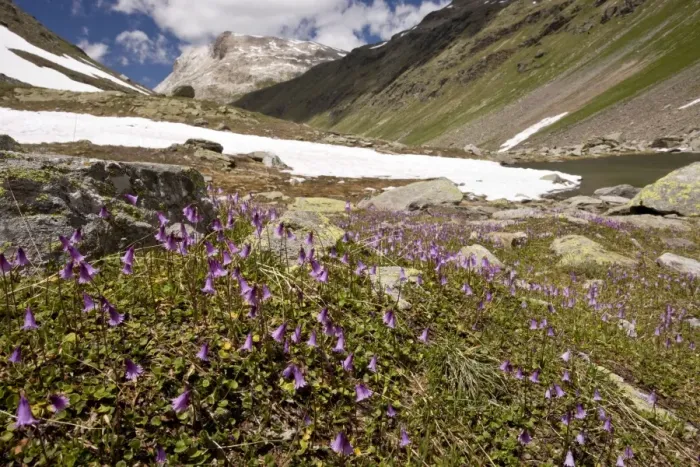 Framed Print : Dwarf Snowbell - at high altitude in Val Minor - Upper Engadin - eastern Swiss Alps Framed Print : Dwarf Snowbell - at high altitude in Val Minor - Upper Engadin - eastern Swiss Alps