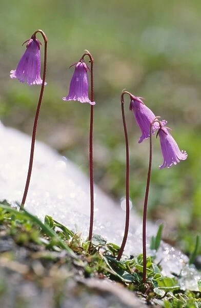 Dwarf Snowbells - Alpine flower Austian Alps
