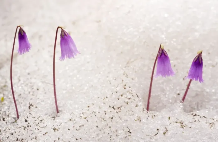 Framed Print : Dwarf Snowbells pushing up through the snow, Alps Framed Print : Dwarf Snowbells pushing up through the snow, Alps