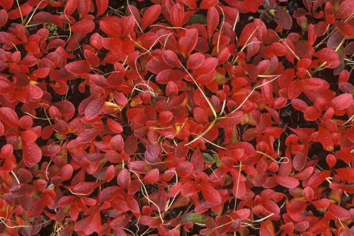 Framed Print : Dwarf Willow in Autumn colour - October - Jasper National Park - Alberta - Canada Framed Print : Dwarf Willow in Autumn colour - October - Jasper National Park - Alberta - Canada