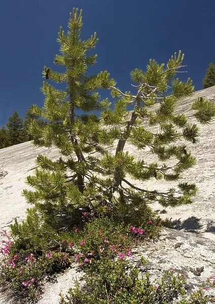 Dwarfed Lodgepole Pine - with Newberry Penstemon on granite. in Yosemite National Park, USA