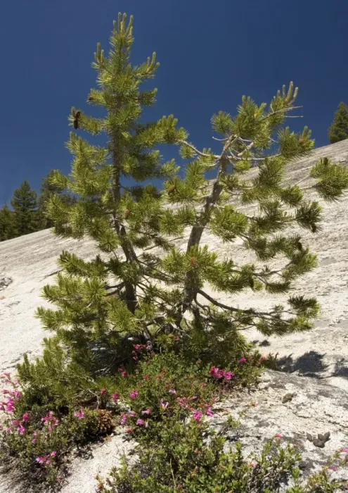 Framed Print : Dwarfed Lodgepole Pine - with Newberry Penstemon on granite. in Yosemite National Park, USA Framed Print : Dwarfed Lodgepole Pine - with Newberry Penstemon on granite. in Yosemite National Park, USA