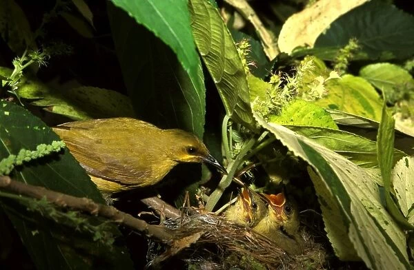 DWD00008. AUS-540. Yellow honeyeater feeding chicks.