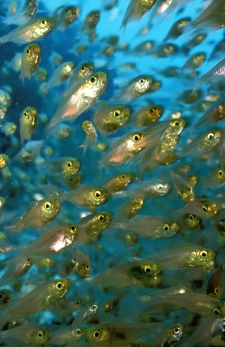 Framed Print : DWD00158. AUS-544. Cardinalfish spawning aggregation. Framed Print : DWD00158. AUS-544. Cardinalfish spawning aggregation.