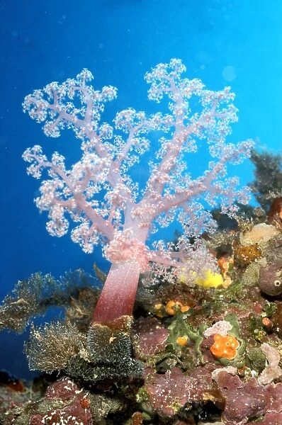 DWD00180. AUS-545. Soft coral tree. Tijou Reef, Great Barrier Reef, Queensland, Australia