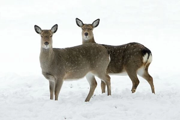 Dybowski's  /  Sika Deer - two does alert on snow covered field in winter - range East Asia