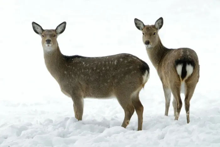 Framed Print : Dybowski's / Sika Deer - two does alert on snow covered field in winter - range East Asia Framed Print : Dybowski's / Sika Deer - two does alert on snow covered field in winter - range East Asia