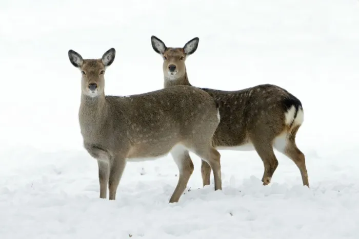 Framed Print : Dybowski's / Sika Deer - two does alert on snow covered field in winter - range East Asia Framed Print : Dybowski's / Sika Deer - two does alert on snow covered field in winter - range East Asia