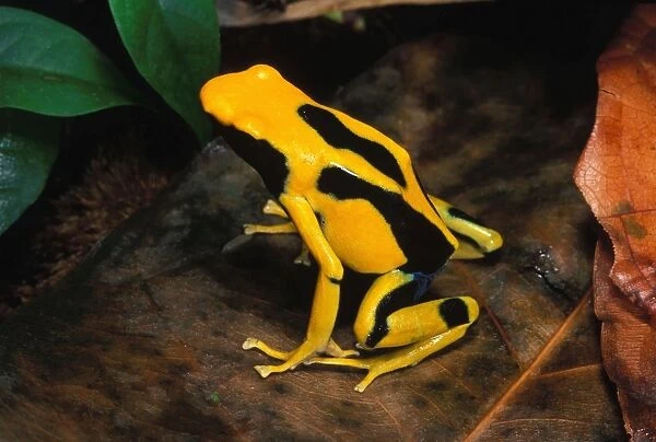Dyeing Poison Arrow  /  Poison Dart Frog