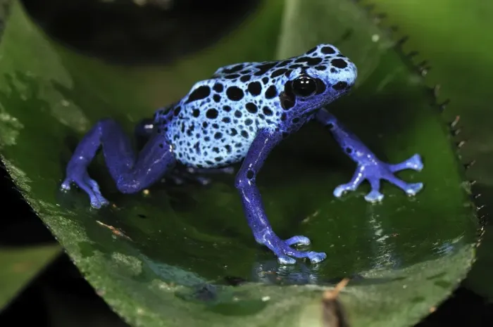 Framed Print : Dyeing Poison Dart Frog Blue Poison Dart Frog - Surinam Framed Print : Dyeing Poison Dart Frog Blue Poison Dart Frog - Surinam