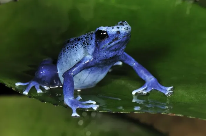 Framed Print : Dyeing Poison Dart Frog Blue Poison Dart Frog - Surinam Framed Print : Dyeing Poison Dart Frog Blue Poison Dart Frog - Surinam