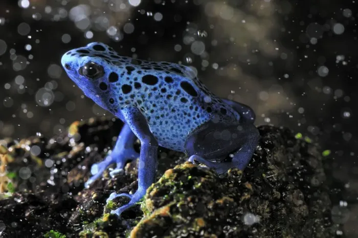 Framed Print : Dyeing Poison Dart Frog Blue Poison Dart Frog - Surinam Framed Print : Dyeing Poison Dart Frog Blue Poison Dart Frog - Surinam
