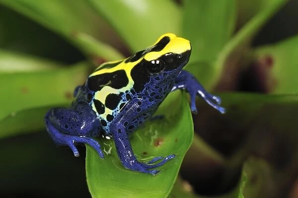 Dyeing Poison Dart Frog - Kaw - French Guiana