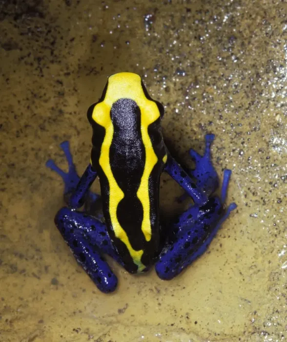 Framed Print : Dyeing Poison Frog from above Framed Print : Dyeing Poison Frog from above