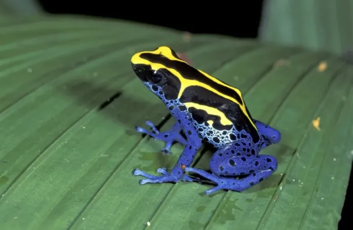 Framed Print : Dyeing Poison Frog - Kaw - French Guayana Framed Print : Dyeing Poison Frog - Kaw - French Guayana