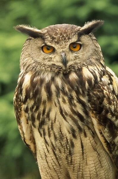 Eagle Owl. CAN-2745. Eagle OWL. Bubo bubo
