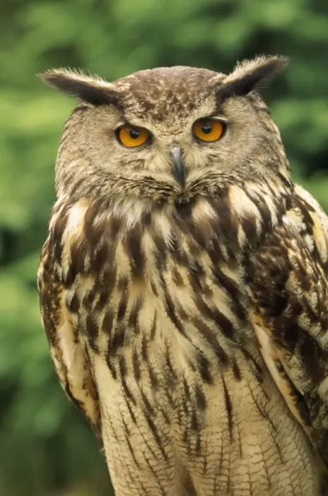 Framed Print : Eagle Owl. CAN-2745. Eagle OWL. Bubo bubo Framed Print : Eagle Owl. CAN-2745. Eagle OWL. Bubo bubo