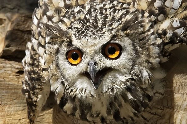 Eagle Owl Bengal  /  Indian Eagle Owl