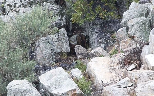 Eagle Owl - chicks at nest site - April - Monfrague - Spain