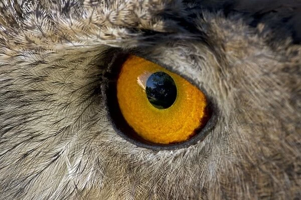 Eagle Owl - Close-up of eye - Europe