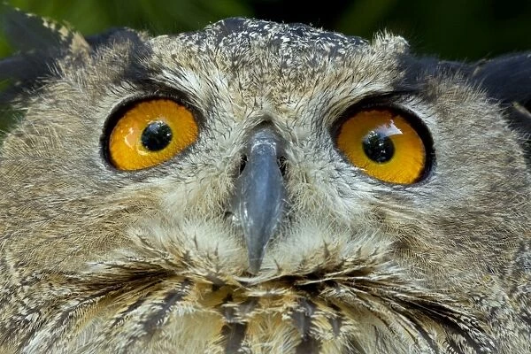 Eagle Owl - Close-up of head - Europe