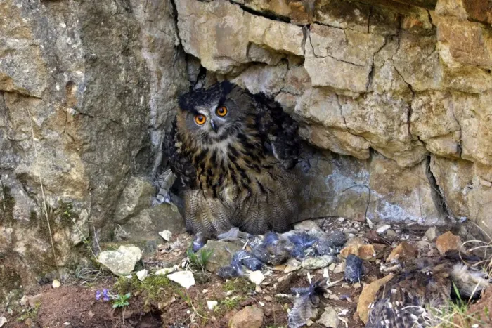 Framed Print : Eagle Owl - with Eurasian Tawny Owl (Strix aluco) as a prey Family : Strigides Framed Print : Eagle Owl - with Eurasian Tawny Owl (Strix aluco) as a prey Family : Strigides