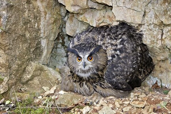 Eagle Owl - female
