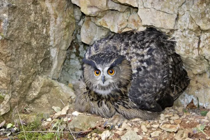 Framed Print : Eagle Owl - female Framed Print : Eagle Owl - female