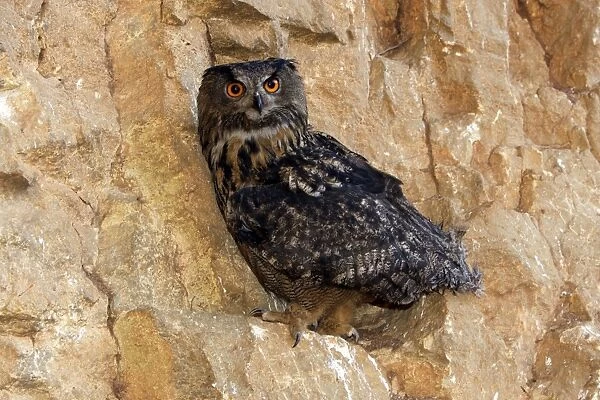 Eagle Owl Order: Strigiformes Family : Strigides