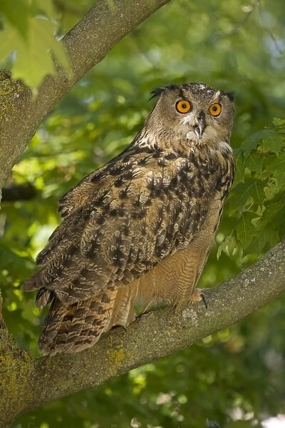 Eagle Owl - Perched on branch - Europe