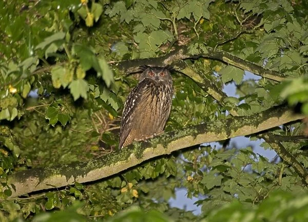 Eagle Owl - Perched in tree - in the area for two years - Norfolk UK