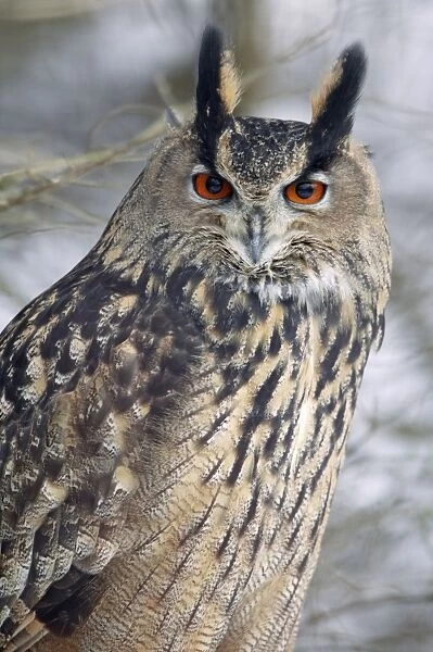 Eagle Owl - Portrait, in winter. Lower Saxony, Germany