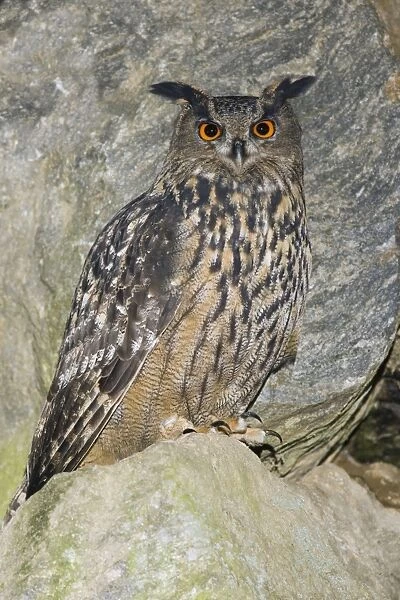 Eagle Owl - sitting on boulder, Bavaria, Germany