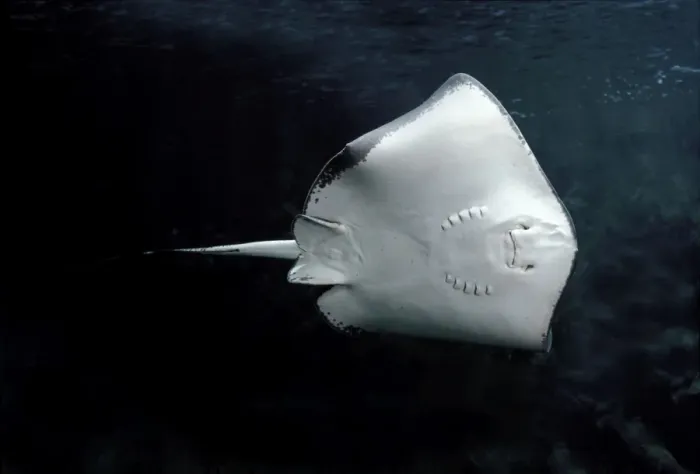 Framed Print : Eagle Ray - underside Framed Print : Eagle Ray - underside