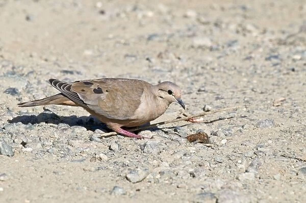 Eared dove - female on stony ground - Tobago
