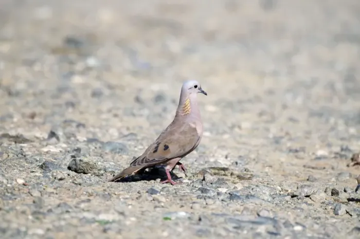 Framed Print : Eared dove - male on stony ground - Tobago Framed Print : Eared dove - male on stony ground - Tobago