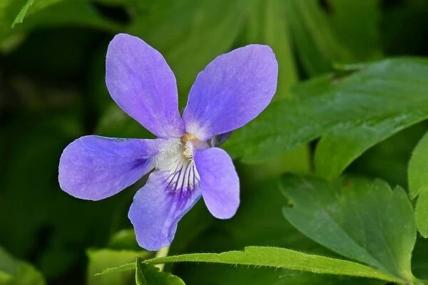 Early dog violet single blossom growing on forest floor Baden-Wuerttemberg, Germany