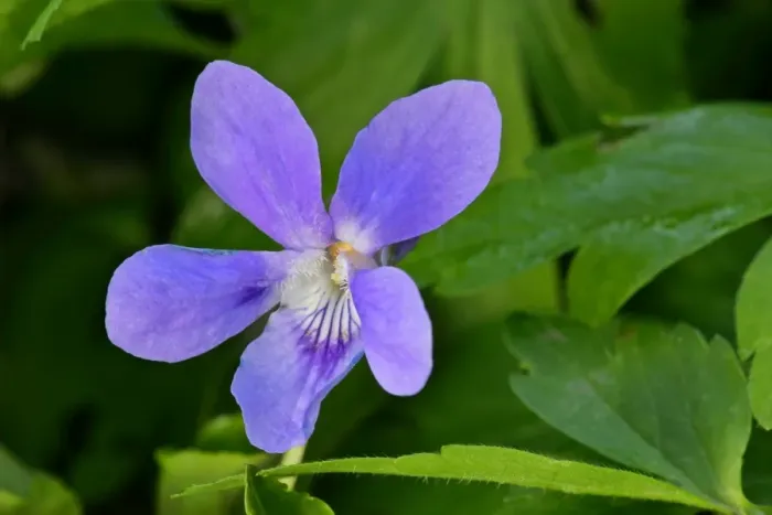 Framed Print : Early dog violet single blossom growing on forest floor Baden-Wuerttemberg, Germany Framed Print : Early dog violet single blossom growing on forest floor Baden-Wuerttemberg, Germany