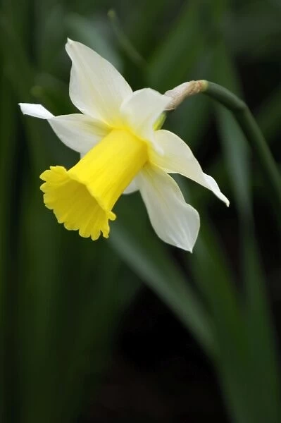 An early flowering variety of daffodil - long established in this East Sussex garden - UK - March