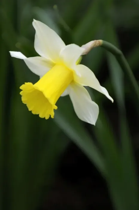 Framed Print : An early flowering variety of daffodil - long established in this East Sussex garden - UK - March Framed Print : An early flowering variety of daffodil - long established in this East Sussex garden - UK - March