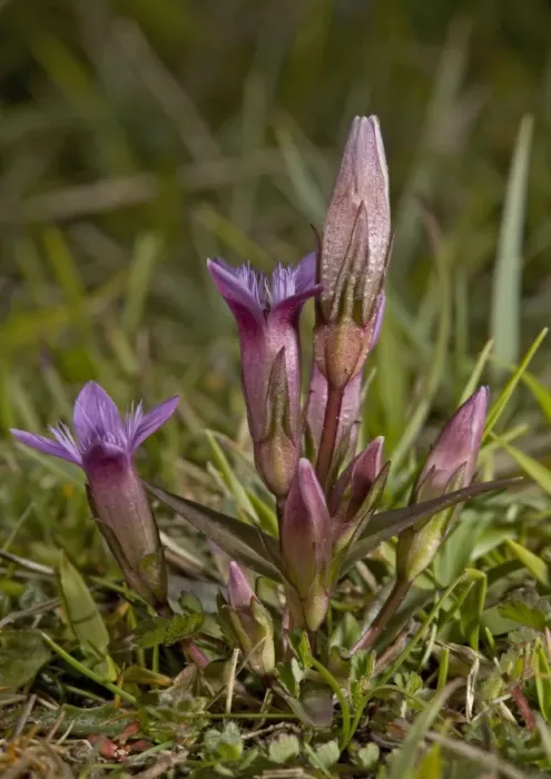 Framed Print : Early gentian, endemic to UK. anglic Framed Print : Early gentian, endemic to UK. anglic
